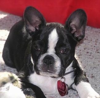 Close Up - A black and white Frenchton is laying on a carpet next to a cat with a red chair behind it.